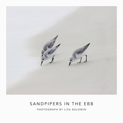 Sandpipers in the Ebb - Nature Photo - Coastal Decor - Little Sea Birds Feeding by the Surf Print - image1
